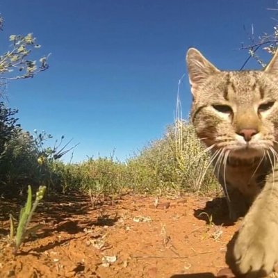 Feral cat strolls through Australian rural area. Credit: Hugh McGregor.